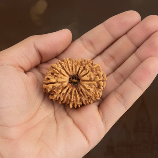 17 Mukhi Rudraksh (Nepal Origin)