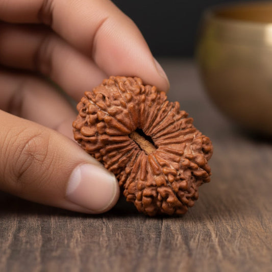 20 Mukhi Rudraksh (Nepali Origin)