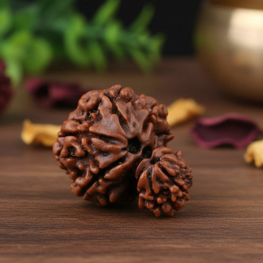 Garbh Gauri Rudraksh (Nepal Origin)