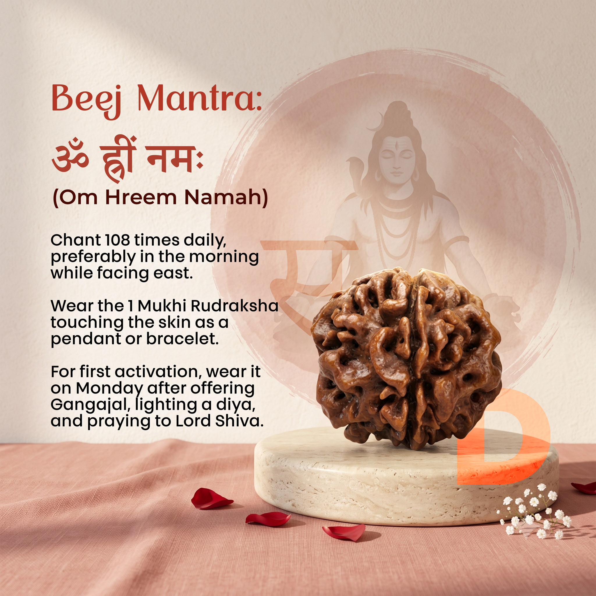 1 Mukhi Gol Dana Rudraksha (Nepal Origin)