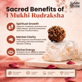 1 Mukhi Gol Dana Rudraksha (Nepal Origin)