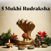 5 Mukhi Rudraksha (Nepal Origin)