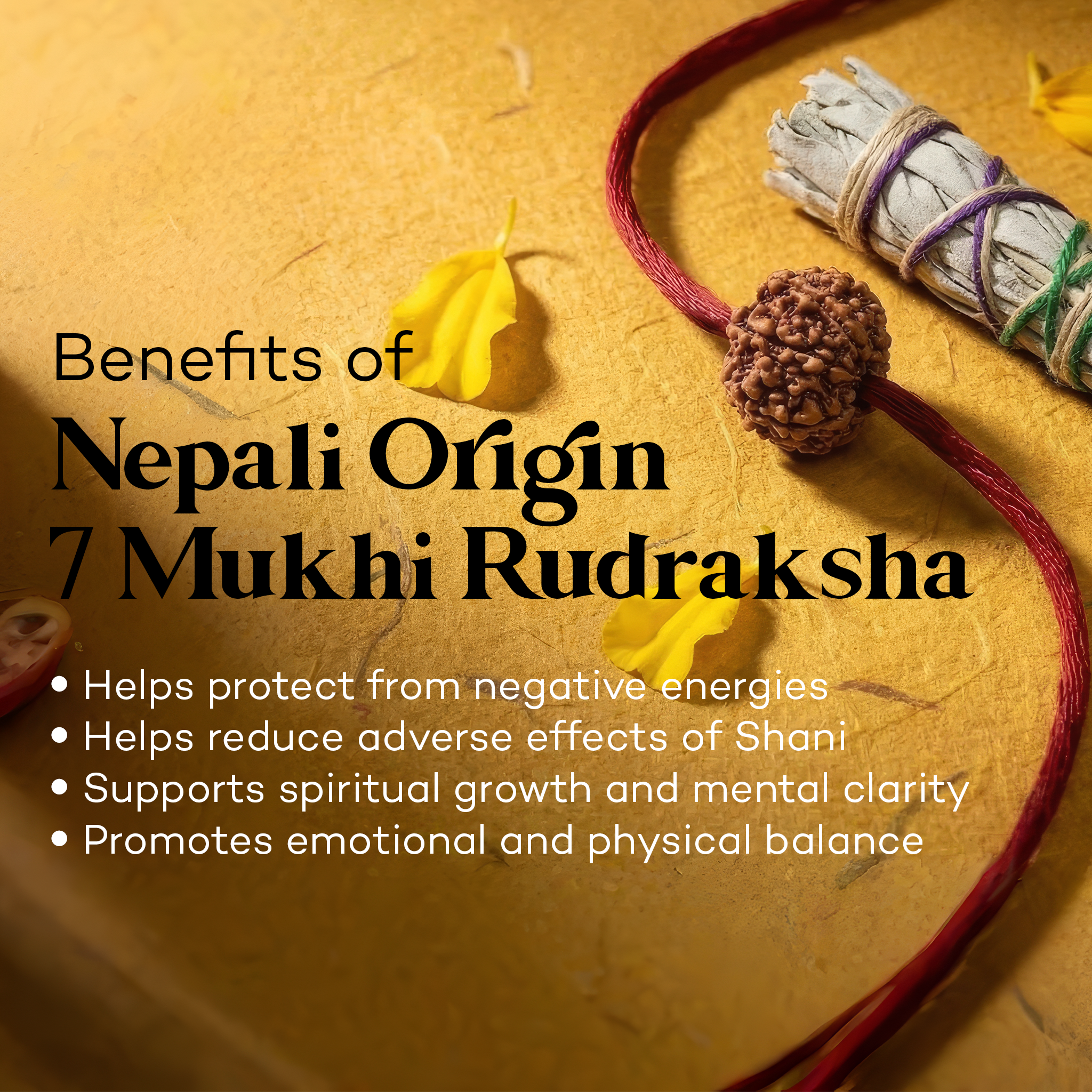 7 Mukhi Rudraksha (Nepal Origin)