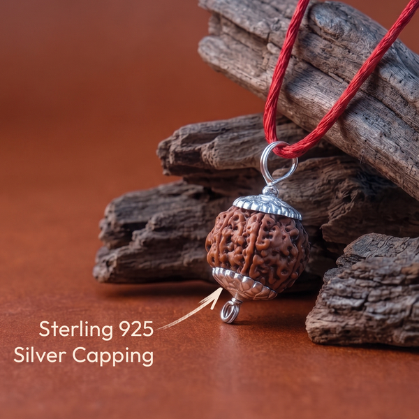 7 Mukhi Rudraksha (Nepal Origin)