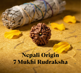 7 Mukhi Rudraksha (Nepal Origin)