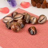 Siddh Kodi Shell Pack