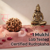 1 Mukhi Gol Dana Rudraksha (Nepal Origin)