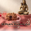 14 Mukhi Rudraksha (Nepal Origin)