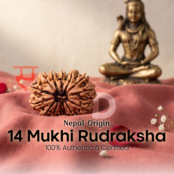 14 Mukhi Rudraksha (Nepal Origin)