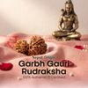 Garbh Gauri Rudraksha (Nepal Origin)
