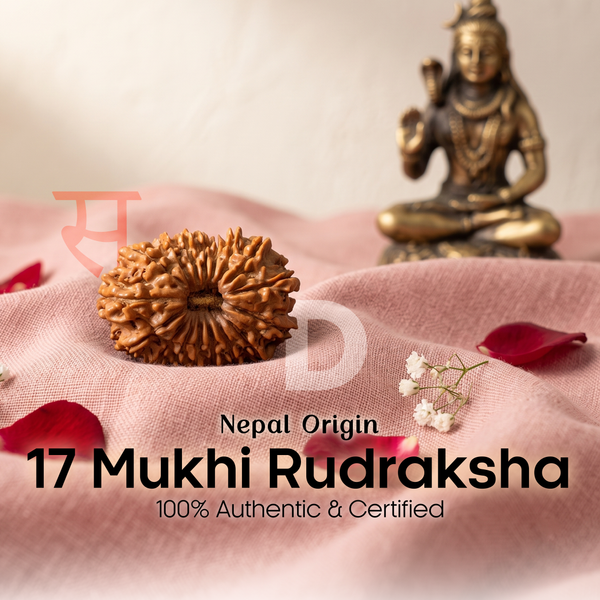 17 Mukhi Rudraksh (Nepal Origin)
