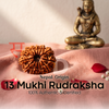 13 Mukhi Rudraksha (Nepal Origin)