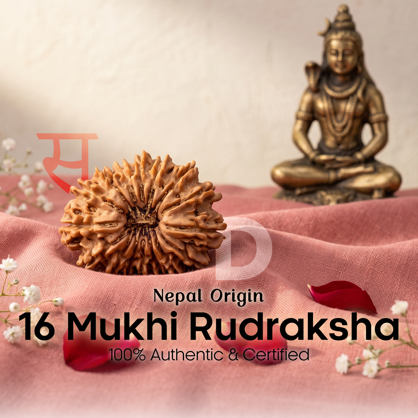 16 Mukhi Rudraksha (Nepal Origin)