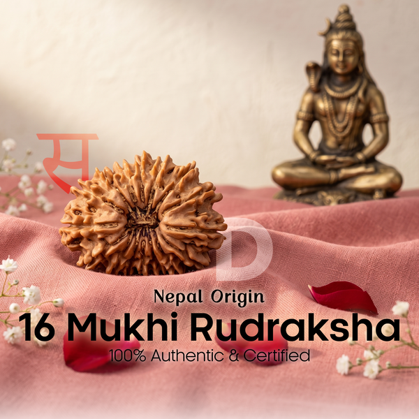 16 Mukhi Rudraksha (Nepal Origin)