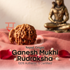 Ganesha Mukhi Rudraksha (Nepal Origin)