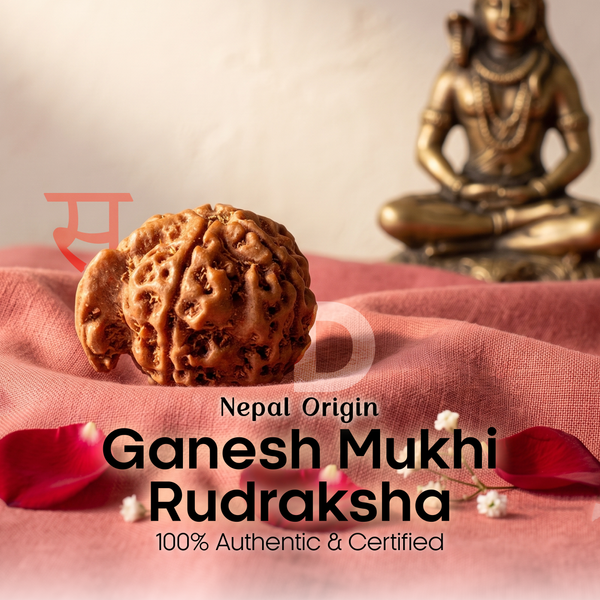 Ganesha Mukhi Rudraksha (Nepal Origin)