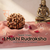 1 Mukhi Gol Dana Rudraksha (Nepal Origin)