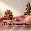 2 Mukhi Rudraksha (Nepal Origin)