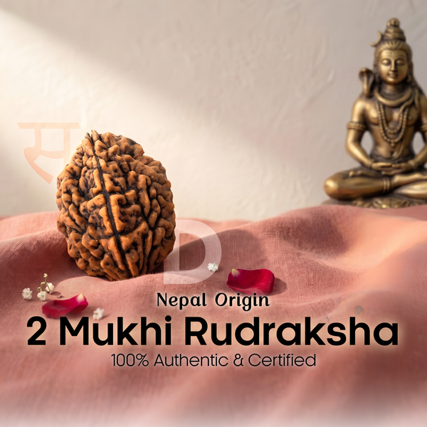 2 Mukhi Rudraksha (Nepal Origin)