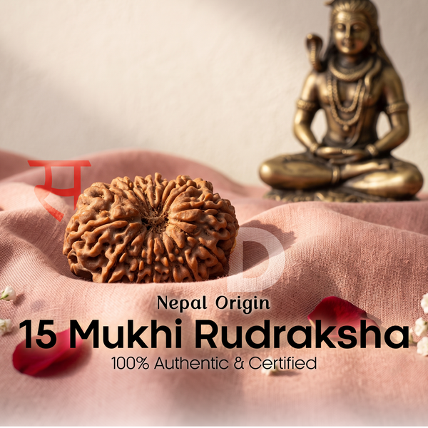 15 Mukhi Rudraksha (Nepal Origin)