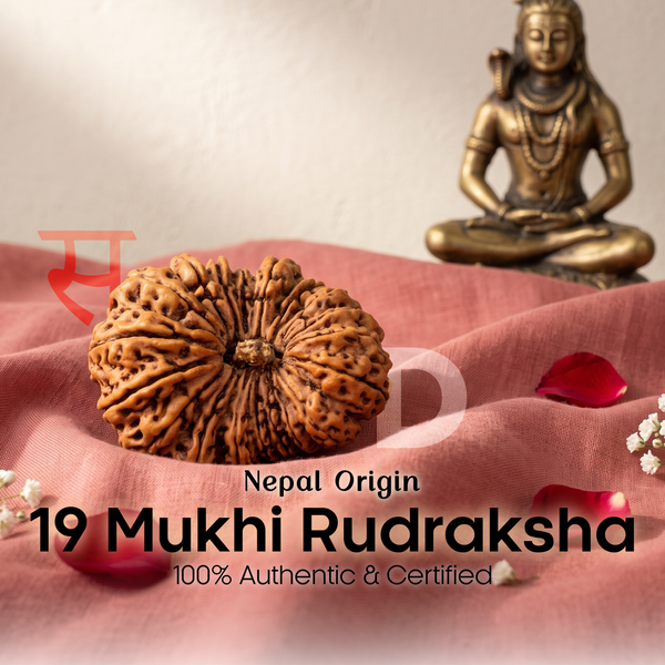 19 Mukhi Rudraksh (Nepal Origin)