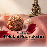 4 Mukhi Rudraksha (Nepal Origin)