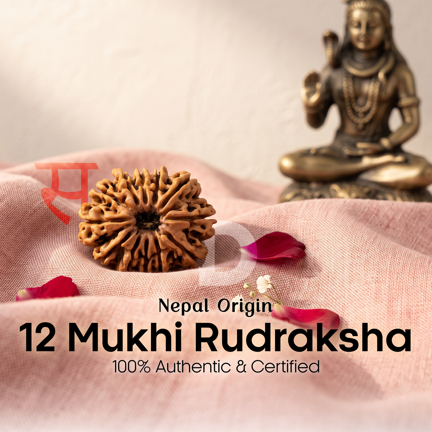 12 Mukhi Rudraksha (Nepal Origin)