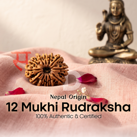 12 Mukhi Rudraksha (Nepal Origin)