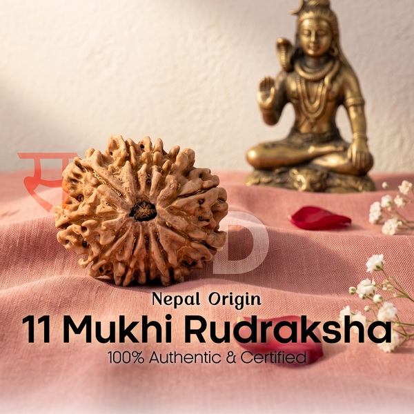 11 Mukhi Rudraksha (Nepal Origin)