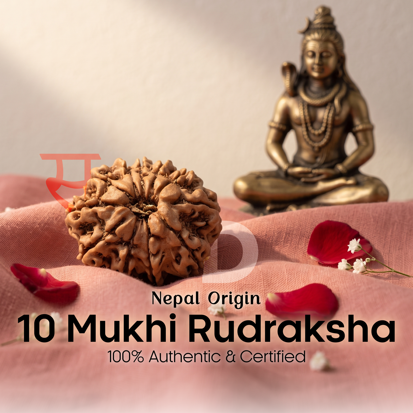 10 Mukhi Rudraksha (Nepal Origin)