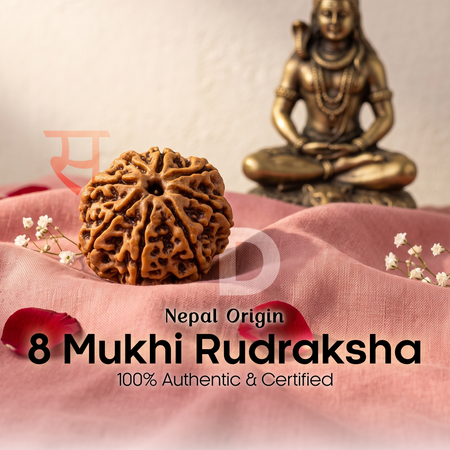 8 Mukhi Rudraksha (Nepal Origin)