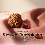 5 Mukhi Rudraksha (Nepal Origin)