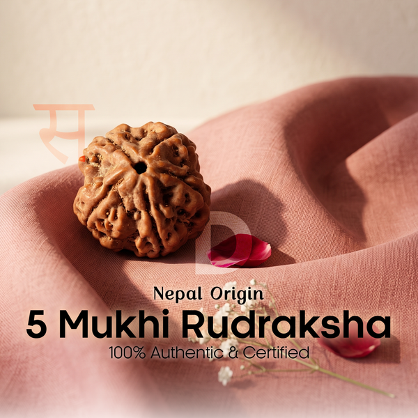 5 Mukhi Rudraksha (Nepal Origin)