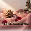3 Mukhi Rudraksha (Nepal Origin)