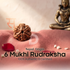6 Mukhi Rudraksha (Nepal Origin)