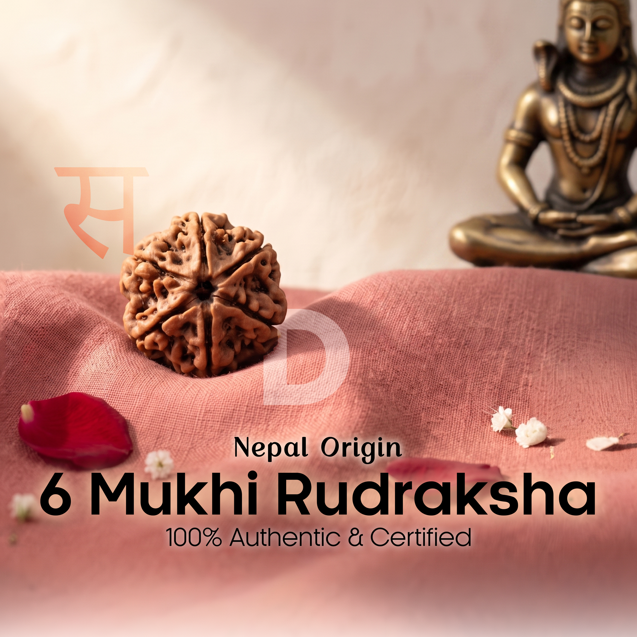 6 Mukhi Rudraksha (Nepal Origin)