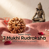 7 Mukhi Rudraksha (Nepal Origin)