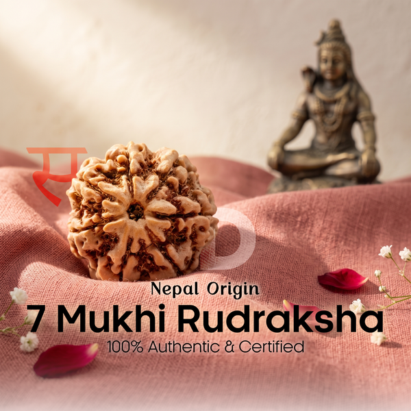 7 Mukhi Rudraksha (Nepal Origin)