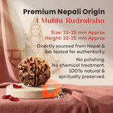 1 Mukhi Gol Dana Rudraksha (Nepal Origin)