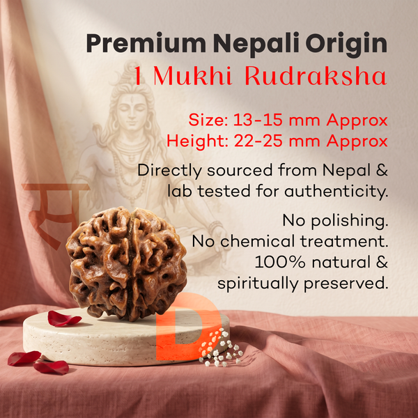 1 Mukhi Gol Dana Rudraksha (Nepal Origin)