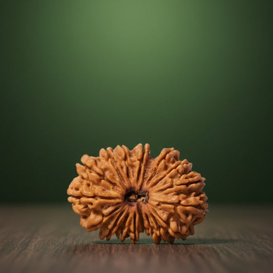 17 Mukhi Rudraksh (Nepal Origin)