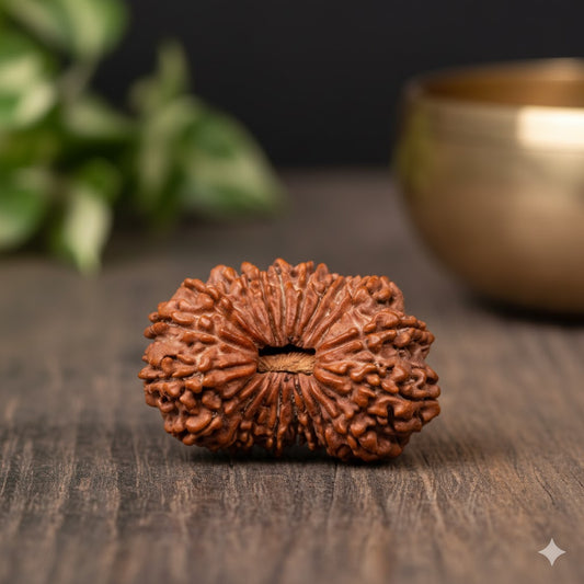 20 Mukhi Rudraksh (Nepali Origin)