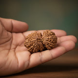 18 Mukhi Rudraksh (Nepal Origin)