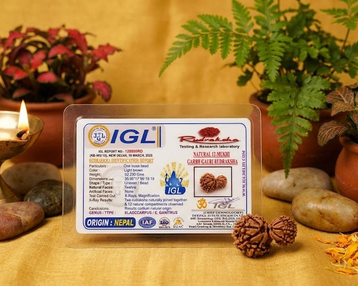 Rudraksha seed with IGL certification label on a wooden surface with decorative elements