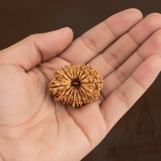 21 Mukhi Rudraksh (Nepali Origin)