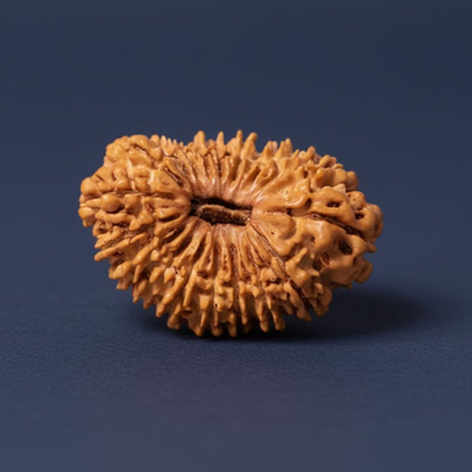 19 Mukhi Rudraksh (Nepal Origin)