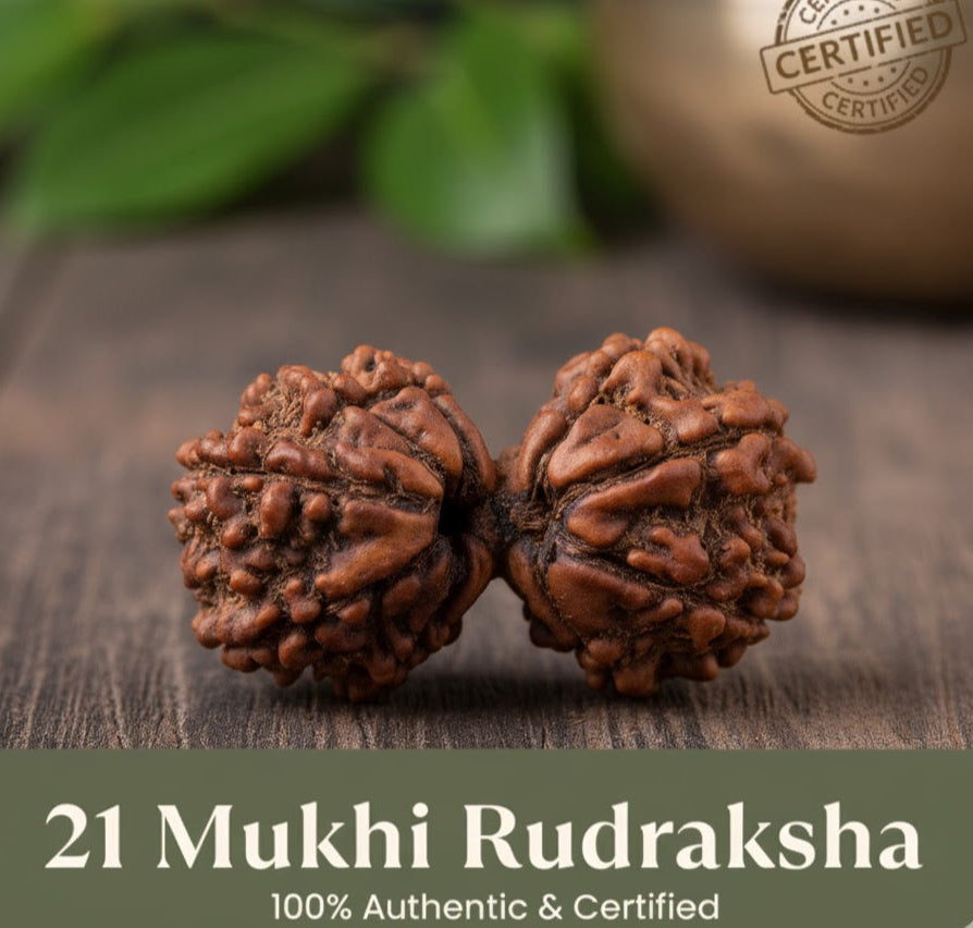 21 Mukhi Rudraksh (Nepali Origin)