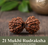 21 Mukhi Rudraksh (Nepali Origin)