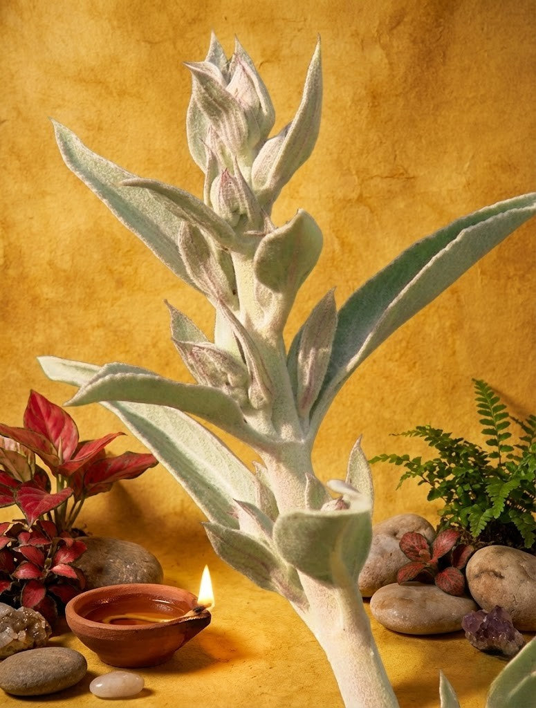 California White Sage Smudge Sticks for Energy Cleansing