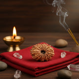 16 Mukhi Rudraksha (Nepal Origin)